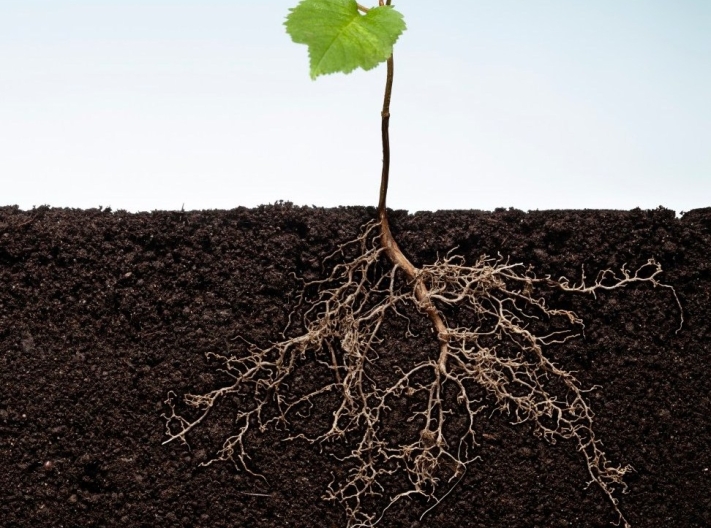 istock-image-of-root-and-plant-paid-for-e1556018617540.jpg